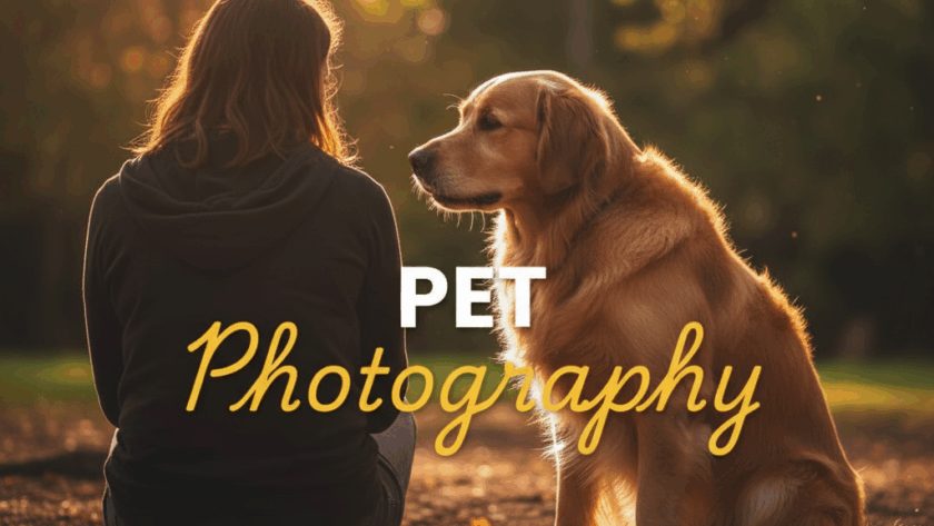 A moody, cinematic street photography style image of a beloved dog looking up at its owner in a beautiful Chirnside Park park at golden hour, capturing Chirnside Park pet photography heartfelt moments.