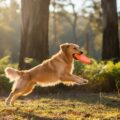 Heartfelt Pet Photography The Patch Yarra Ranges: Your Furry Friend’s Story