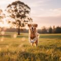 Heartwarming Pet Photography Gembrook Moments Captured