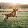 Professional pet photography Tremont: Furry family joy captured