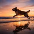 Altona Beach dog photography capturing joyful pet portraits: Your Guide