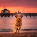 Capturing candid pet portraits East Geelong: Your Furry Friend’s Story