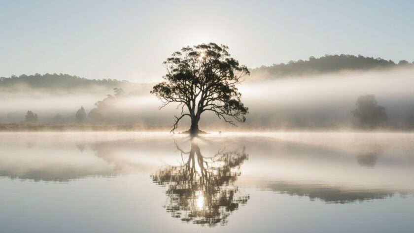 A breathtaking, dramatically lit fine art landscape photograph showcasing the misty dawn over a tranquil lake near Churchill Victoria, with a lone, silhouetted tree, embodying Churchill Victoria fine art landscape photography.