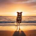 Frankston South Dog Beach Photography: Unforgettable Moments
