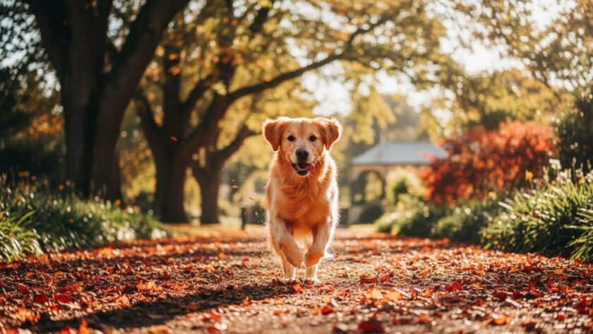 An epic moment of a golden retriever joyfully leaping through autumn leaves in the Heartfelt pet photography Castlemaine Botanic Gardens, perfectly capturing its playful spirit against a backdrop of golden light.