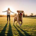 Heartwarming pet photography Albanvale Victoria: Capture Your Pal!