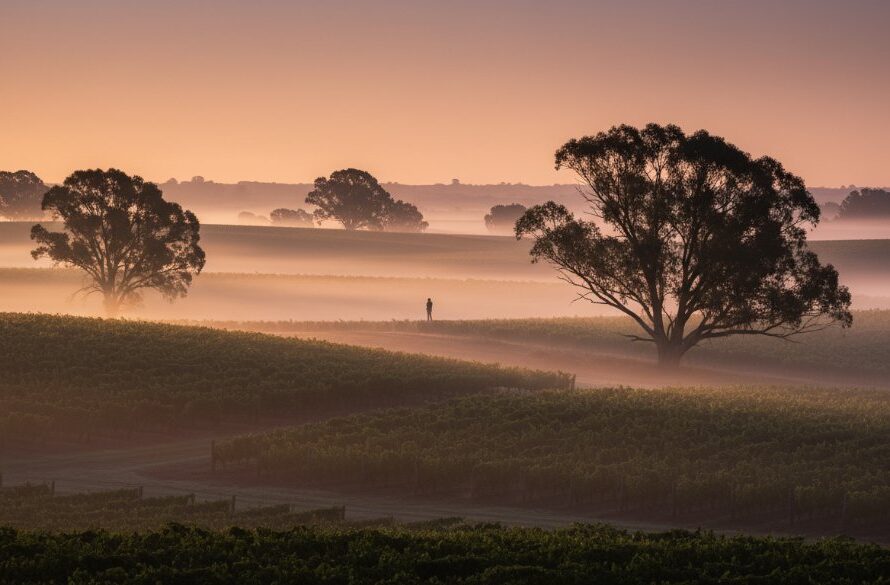 Dramatic sunrise over a Heathcote vineyard, showcasing the ethereal light and rich textures, ideal for Heathcote Fine Art Landscape Photography Victoria.