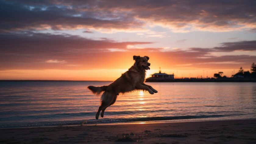 An emotionally resonant, professional photograph of a golden retriever joyfully leaping mid-air on Eastern Beach in Geelong West at sunset, its fur glowing golden, capturing a truly epic moment in joyful outdoor pet photography Geelong West.