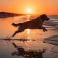 Joyful Pet Photography Aspendale Beach Memories