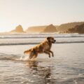 Mallacoota golden hour pet photography on Bastion Point: Capture Joy