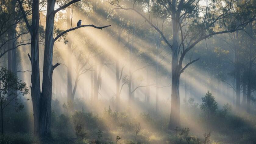 A breathtaking, epic moment of golden hour light bathing the lush, misty canopy of the Dandenong Ranges, captured in Upper Ferntree Gully Dandenongs fine art landscape photography, showcasing serenity and dramatic natural beauty.