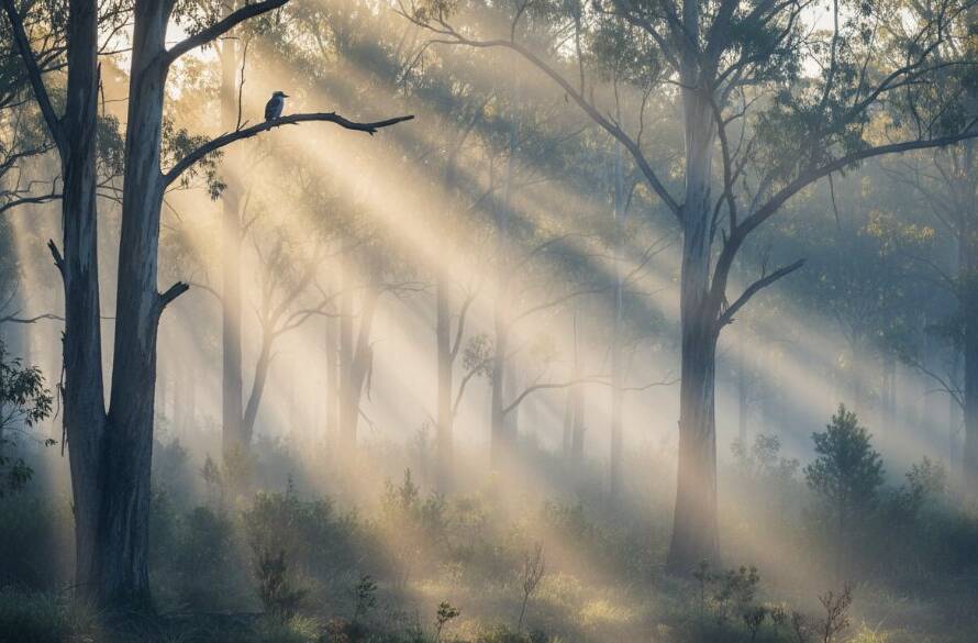 A breathtaking, epic moment of golden hour light bathing the lush, misty canopy of the Dandenong Ranges, captured in Upper Ferntree Gully Dandenongs fine art landscape photography, showcasing serenity and dramatic natural beauty.