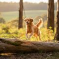 Warragul Pet Photography Capturing Joyous Outdoor Moments: A Pet’s Tale